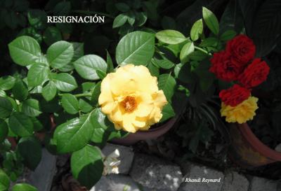 RESIGNACI&Oacute;N