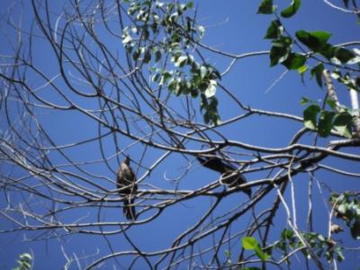D&Iacute;A DEL MAESTRO