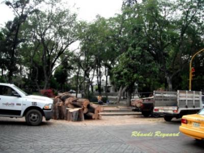 DEPREDADORES SIN RECUERDO