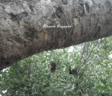 C&Aacute;RCEL ABIERTA