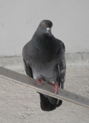 QU&Eacute; HAR&Aacute;S